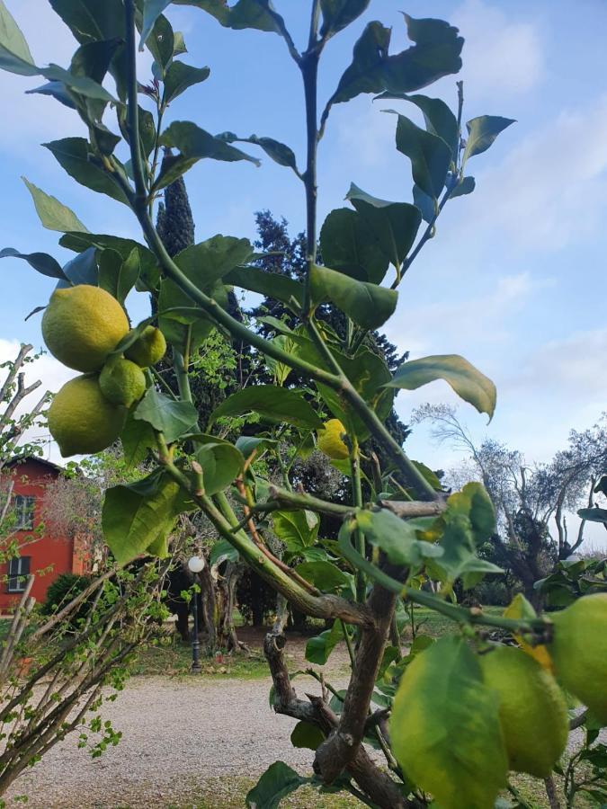 Casale Degli Ulivi Maccarese Villa Le Cerquete Ngoại thất bức ảnh
